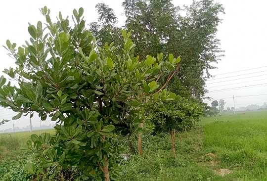 image-here